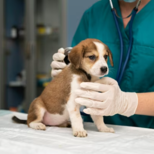 Como Funciona O Simples Nacional Para Veterinários?