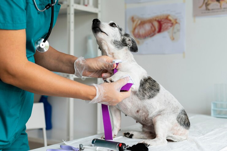 Contabilidade para clínica veterinária: veja quando contratar!