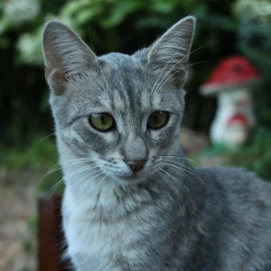 Como Abrir um Pet Shop Passo a Passo (e Não Ir à Falência no Processo!)