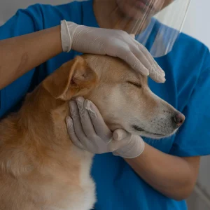 Como abrir um Pet Shop sem cometer erros fatais que podem acabar com seu sonho