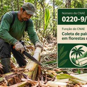 CNAE 0220-9/05 Coleta de Palmito em Florestas Nativas: Guia para Abrir e Tributar