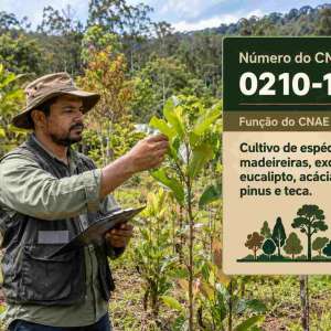 CNAE 0210-1/05 Cultivo de Espécies Madeireiras, Exceto Eucalipto, Acácia-Negra, Pinus e Teca: Guia para Abrir e Tributar