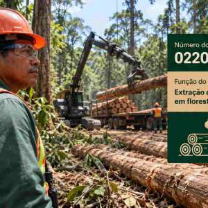 CNAE 0220-9/01 Extração de Madeira em Florestas Nativas: Guia para Abrir e Tributar