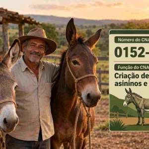 CNAE 0152-1/03 Criação de Asininos e Muares: Guia para Abrir e Tributar