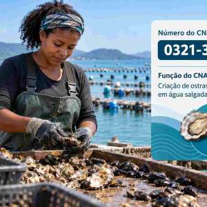 CNAE 0321-3/03 Criação de Ostras e Mexilhões em Água Salgada e Salobra: Guia para Abrir e Tributar