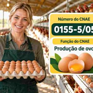 CNAE 0155-5/05 Produção de Ovos: Guia para Abrir e Tributar